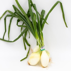 CEBA TENDRA ECO MANAT